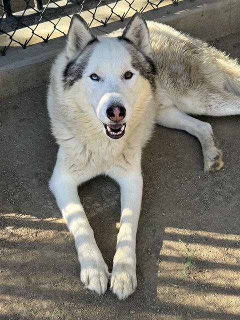 DRAVEN - Siberian Husky available for adoption