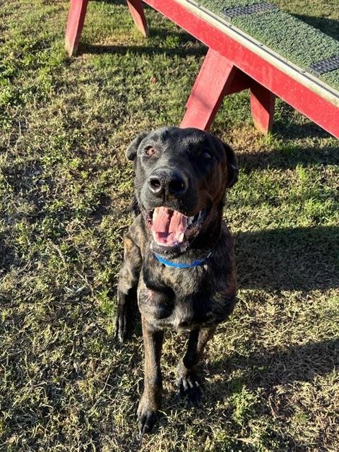 DOOBIE - Dutch Shepherd available for adoption