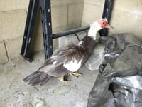 DUCK NORRIS - Photo 1