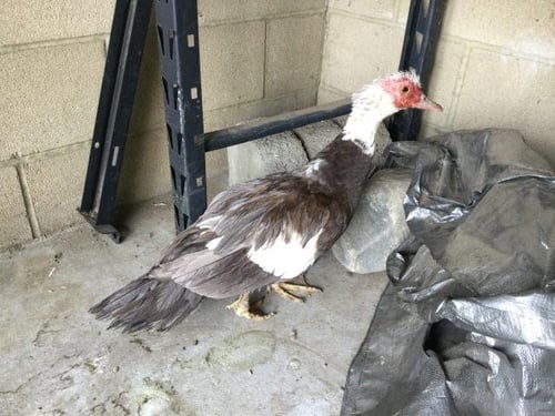 DUCK NORRIS - Duck / Muscovy available for adoption