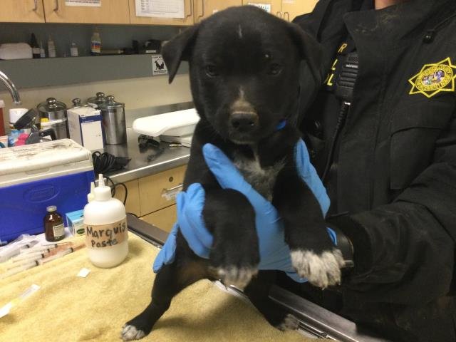 GOBLIN - Australian Cattle Dog/Blue Heeler available for adoption