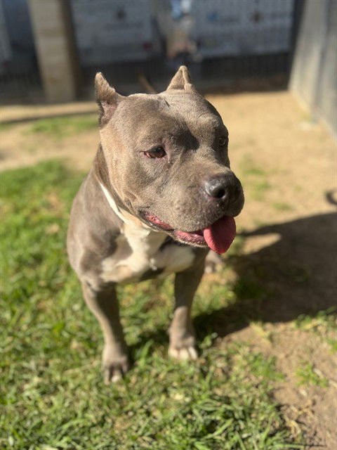 SWEETPEA - Pit Bull Terrier available for adoption