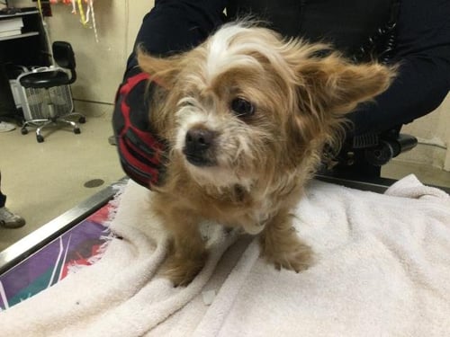 DOTY - Terrier available for adoption