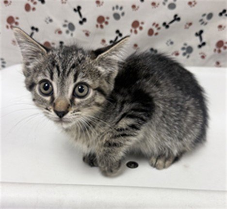 MAPLE - Domestic Short Hair available for adoption