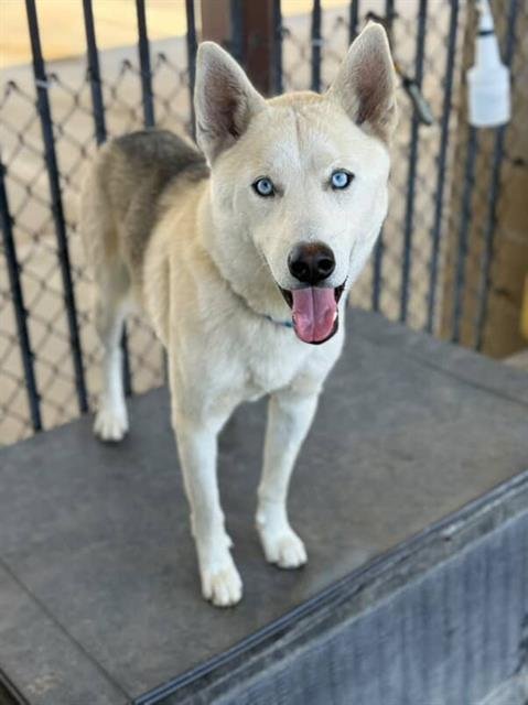 HERCULES - Siberian Husky available for adoption