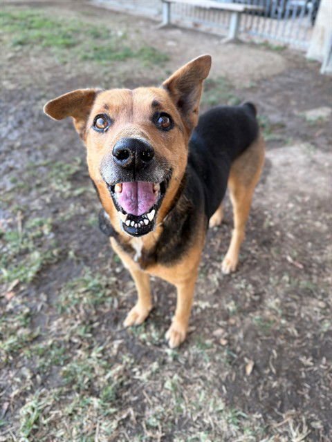 KIWI - German Shepherd Dog / Australian Cattle Dog/Blue Heeler available for adoption