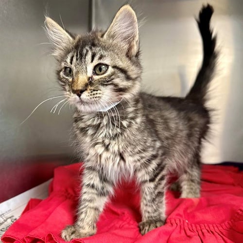 BELLA - Domestic Short Hair available for adoption