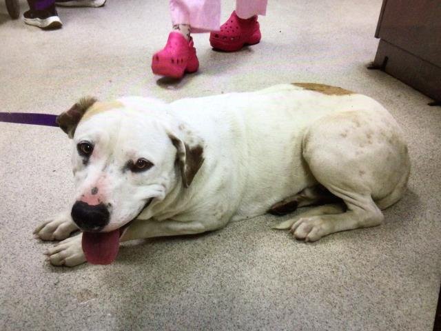 DOUGHBOY - Pit Bull Terrier available for adoption
