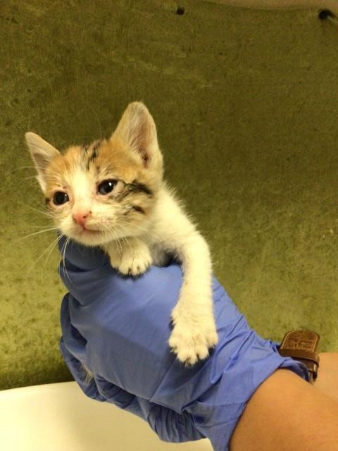 BEVERLY - Domestic Short Hair available for adoption