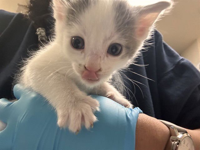 JON - Domestic Short Hair available for adoption