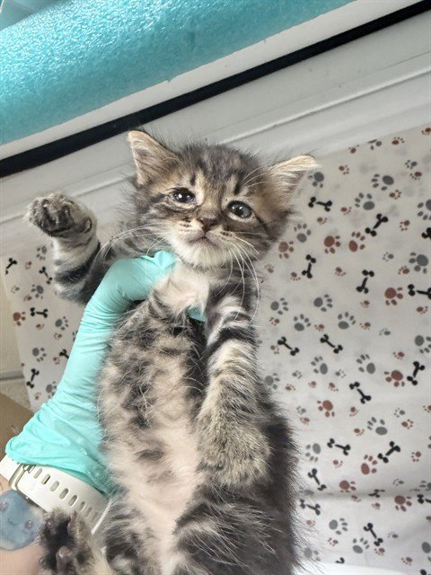 A1933588 - Domestic Short Hair available for adoption