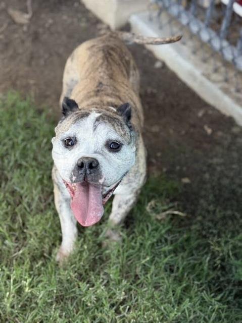 MRS. POTTS - Staffordshire Bull Terrier / Bulldog available for adoption