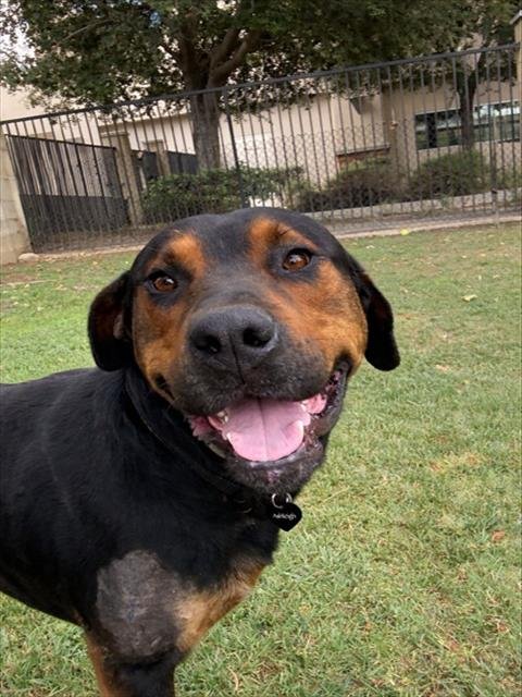 BRONCO - Rottweiler available for adoption