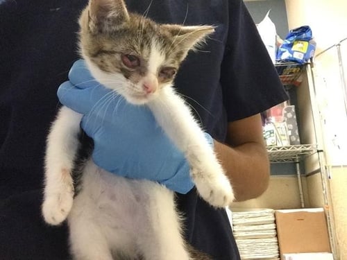 SHOE - Domestic Short Hair available for adoption