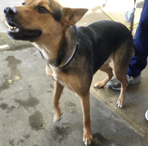 ROSE - German Shepherd Dog available for adoption