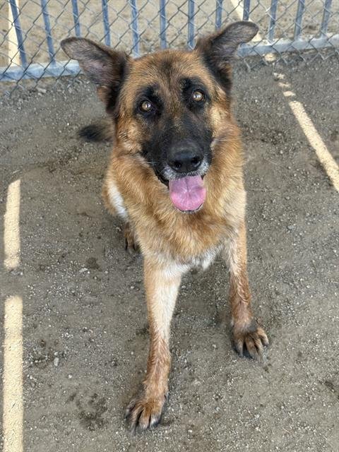 ALFRED - German Shepherd Dog available for adoption