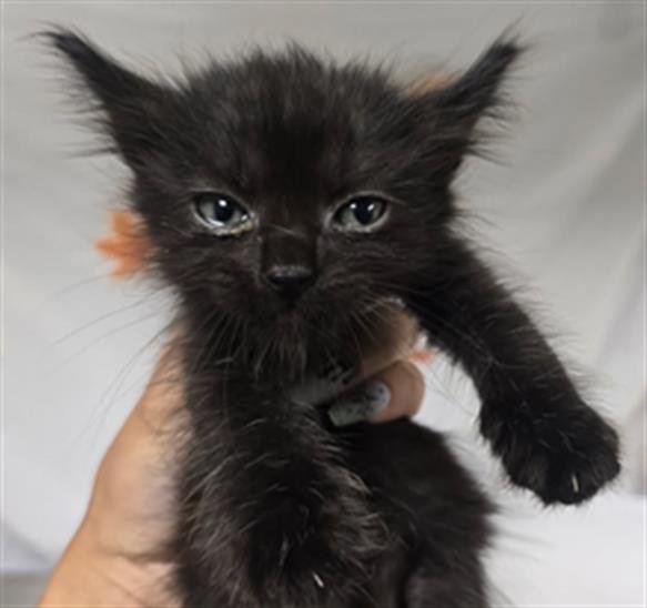 ATLANTIC - Domestic Short Hair available for adoption