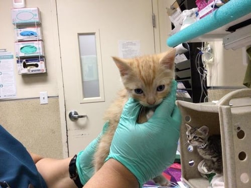 A1913205 - Domestic Short Hair available for adoption