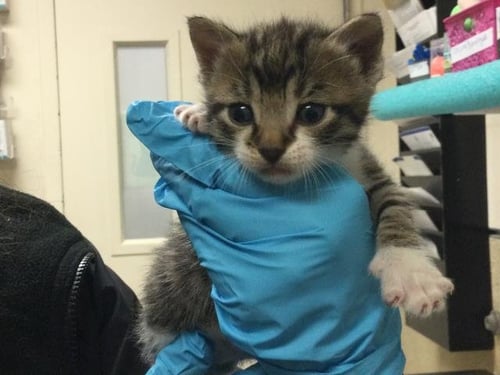 MILO - Domestic Short Hair available for adoption