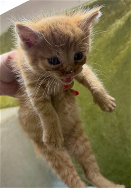 CODY - Domestic Short Hair available for adoption
