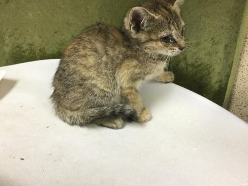 FERN - Domestic Short Hair available for adoption