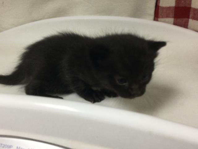 CHIP - Domestic Short Hair available for adoption