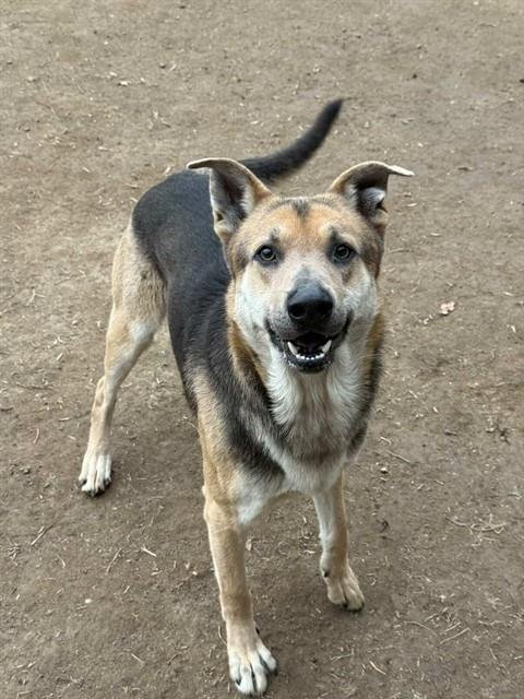 D.O.G. - German Shepherd Dog available for adoption