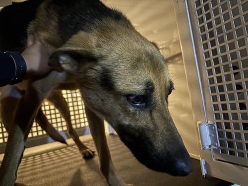 LEAF - German Shepherd Dog available for adoption