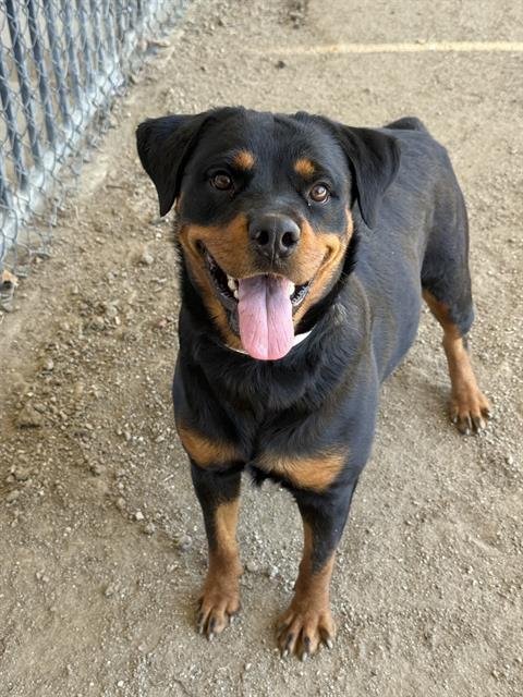 BETTY - Rottweiler available for adoption