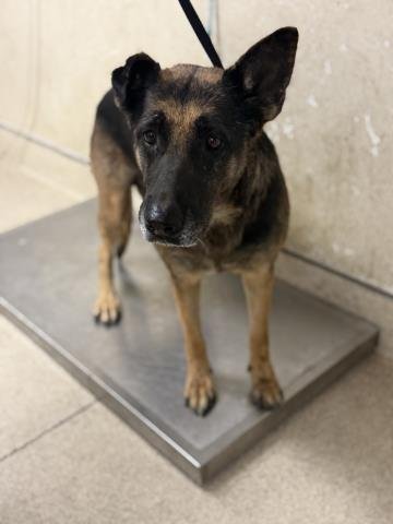 PEACHES - German Shepherd Dog available for adoption