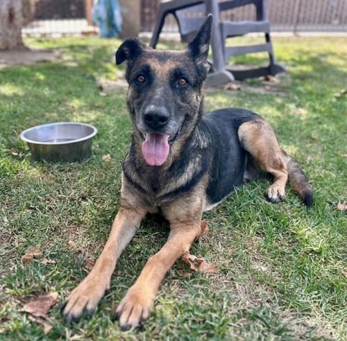 PEACHES - German Shepherd Dog available for adoption