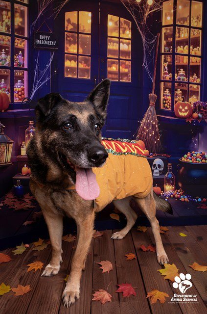 PEACHES - German Shepherd Dog available for adoption