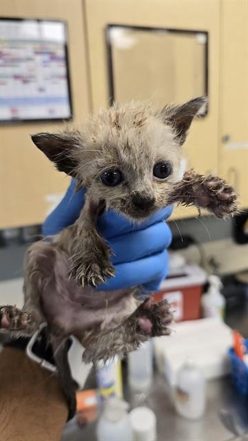 A1880389 - Domestic Short Hair available for adoption