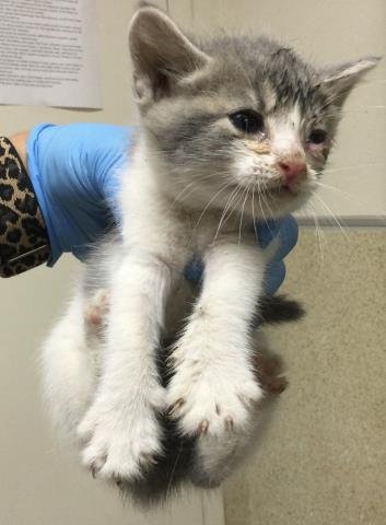 A1931891 - Domestic Short Hair available for adoption