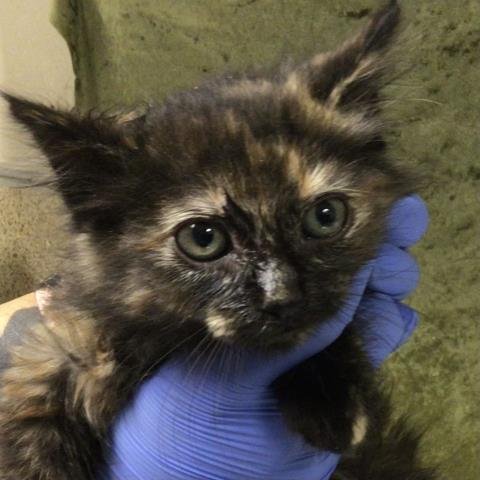TOOTSIE - Domestic Short Hair available for adoption