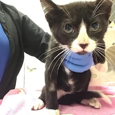 LUNA - Domestic Short Hair available for adoption