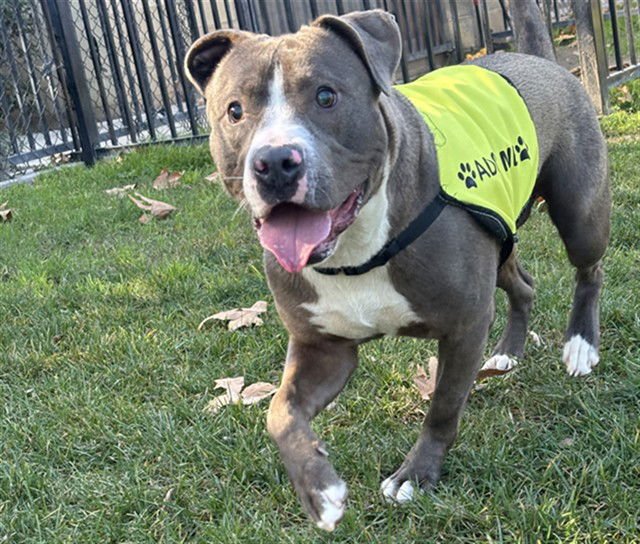 MARTY - Pit Bull Terrier available for adoption