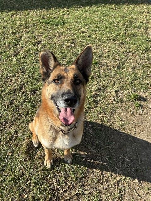WILLIS - German Shepherd Dog available for adoption