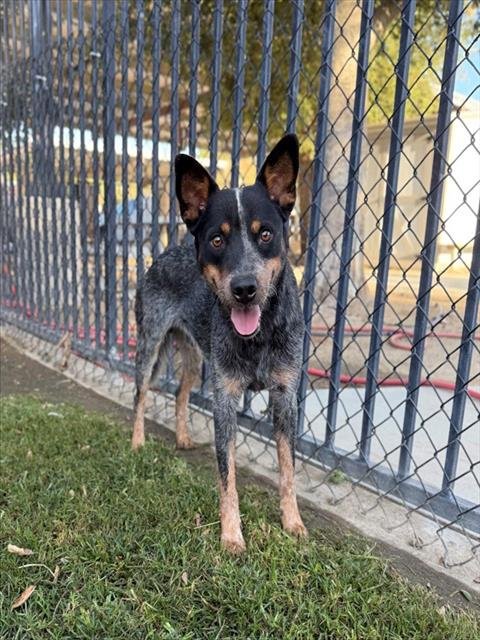 BOOMER - Queensland Heeler available for adoption