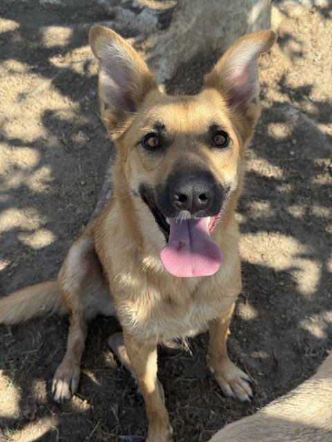 LILO - German Shepherd Dog available for adoption
