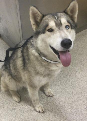 LOBA - Siberian Husky available for adoption