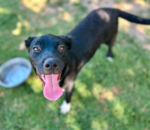 CELESTE - Australian Shepherd available for adoption