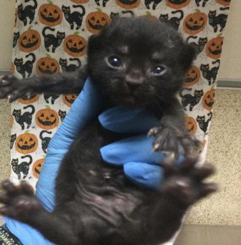 PUMPKIN - Domestic Short Hair available for adoption