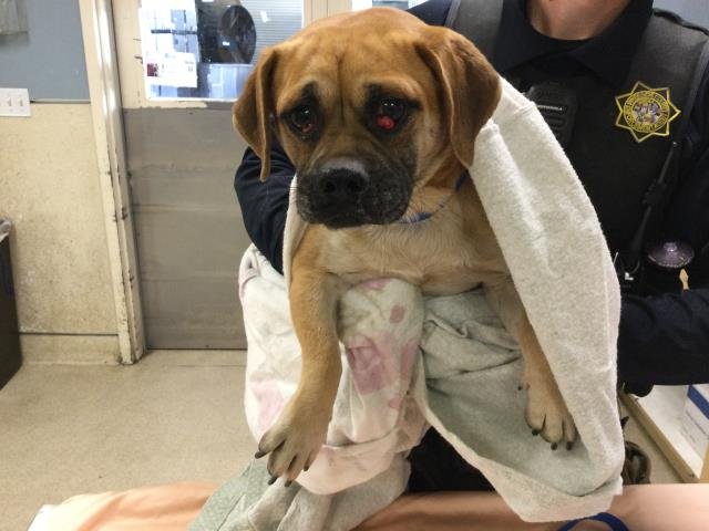 PUGLET - Pug available for adoption