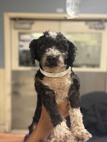 BETTY BOOP - Poodle (Miniature) available for adoption
