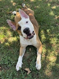 ANGUS BOY - Photo 1