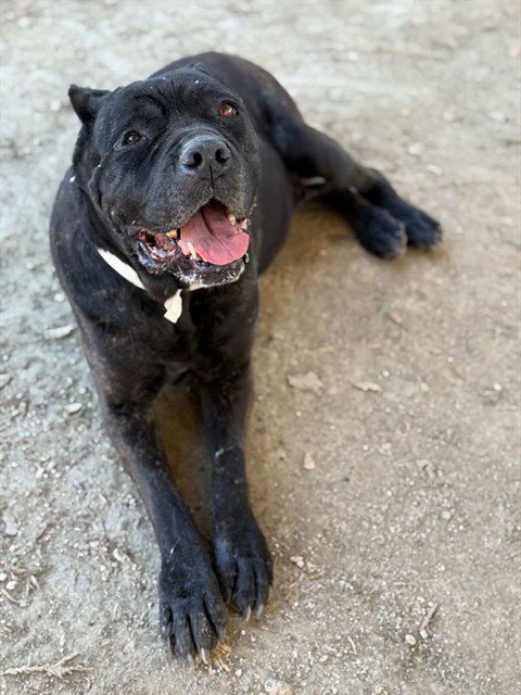 HERA - Cane Corso Mastiff available for adoption