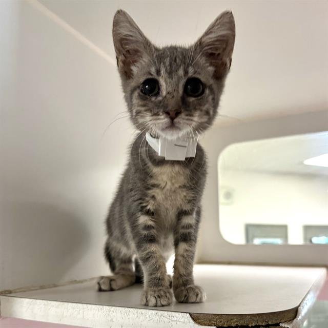 NOODLE - Domestic Short Hair available for adoption