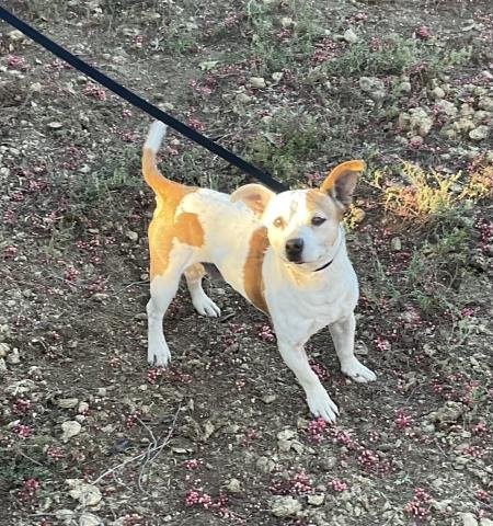 TAILS - Terrier available for adoption
