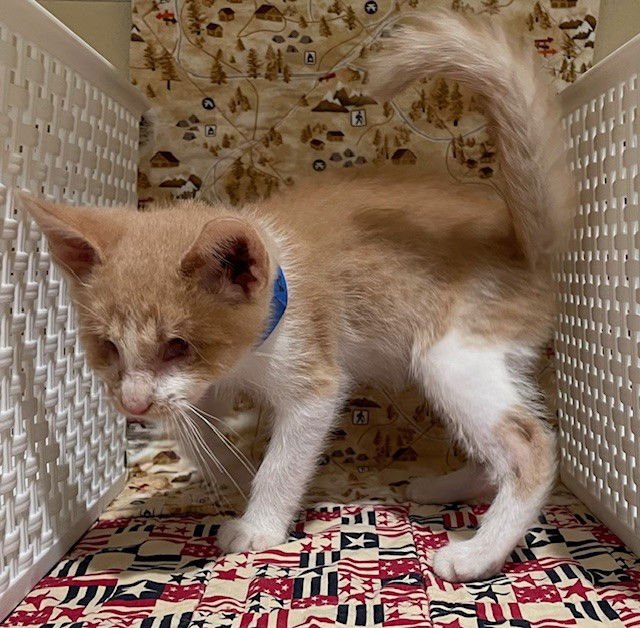 SUNNY - Domestic Short Hair available for adoption